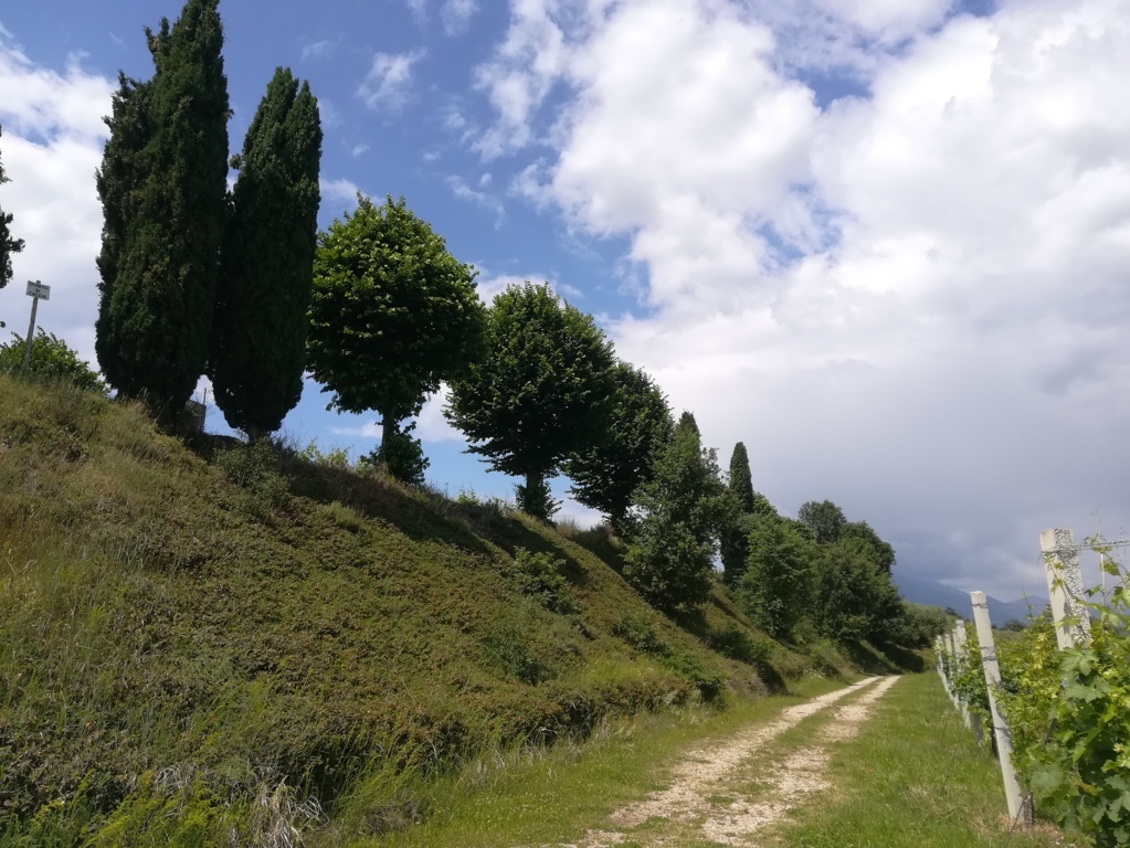 Colle Dei Tigli Veneto Igt Bianco Lenotti